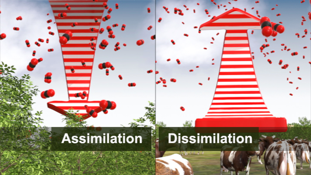 Grafik, die die Konzepte der Assimilation und Dissimulation veranschaulicht, mit roten Molekülen und einer stilisierten Struktur.