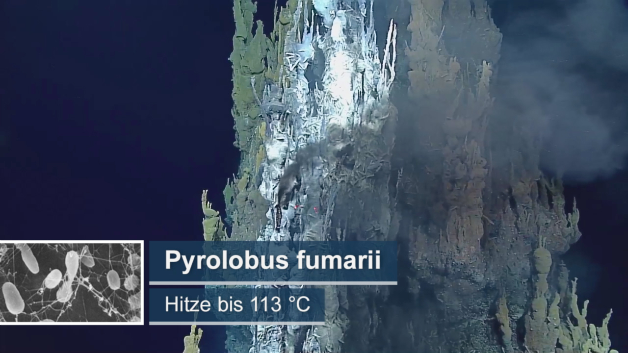 Darstellung von Pyrolobus fumarii, einem extrem thermophilen Mikroben, die Temperaturen bis 113 °C überstehen können.