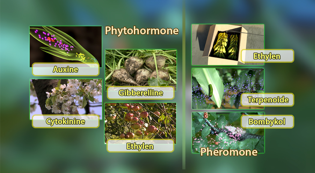 Infografik über Phytohormone mit Bildern von Auxin, Gibberellin, Cytokinin, Ethylen, Terpenoiden und Bombykol.