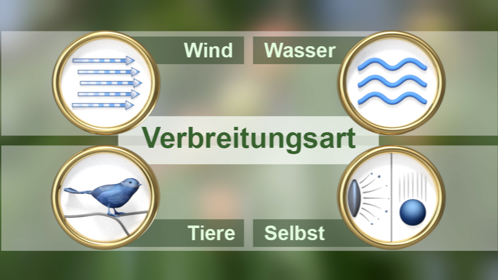 Diagramm zur Verbreitungsart mit Symbolen für Wind, Wasser, Tiere und Selbst.