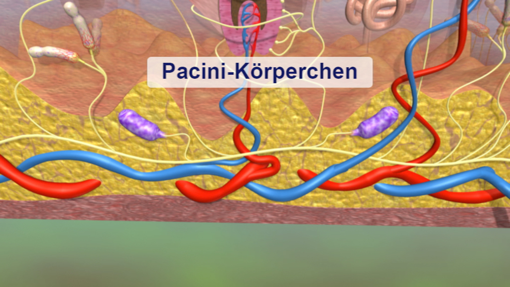 Diagramm, das die Struktur und Position der Pacini-Körperchen in der Haut zeigt, mit farbigen Nervenfasern und Zellen.