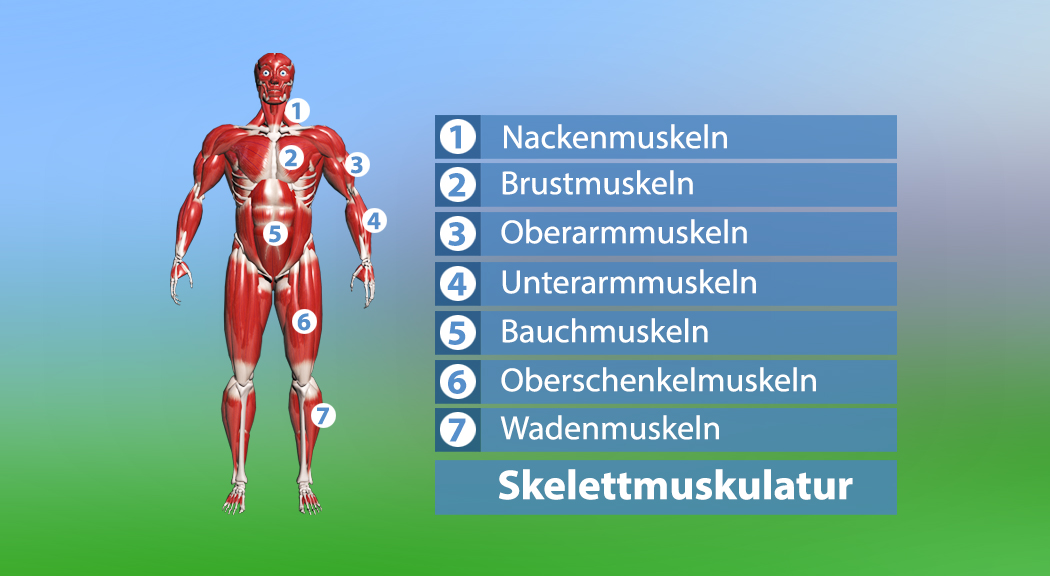 Diagramm des menschlichen Körpers mit beschrifteten Skelettmuskeln: Nacken-, Brust-, Oberarm-, Unterarm-, Bauch-, Oberschenkel- und Wadenmuskeln.