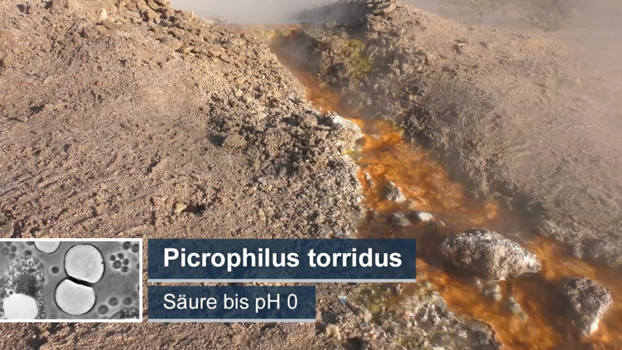 Ein heißer Quellbereich mit orangefarbenem Wasser, das von Mikroben wie Picrophilus torridus bewohnt wird, die in extrem sauren Bedingungen leben.