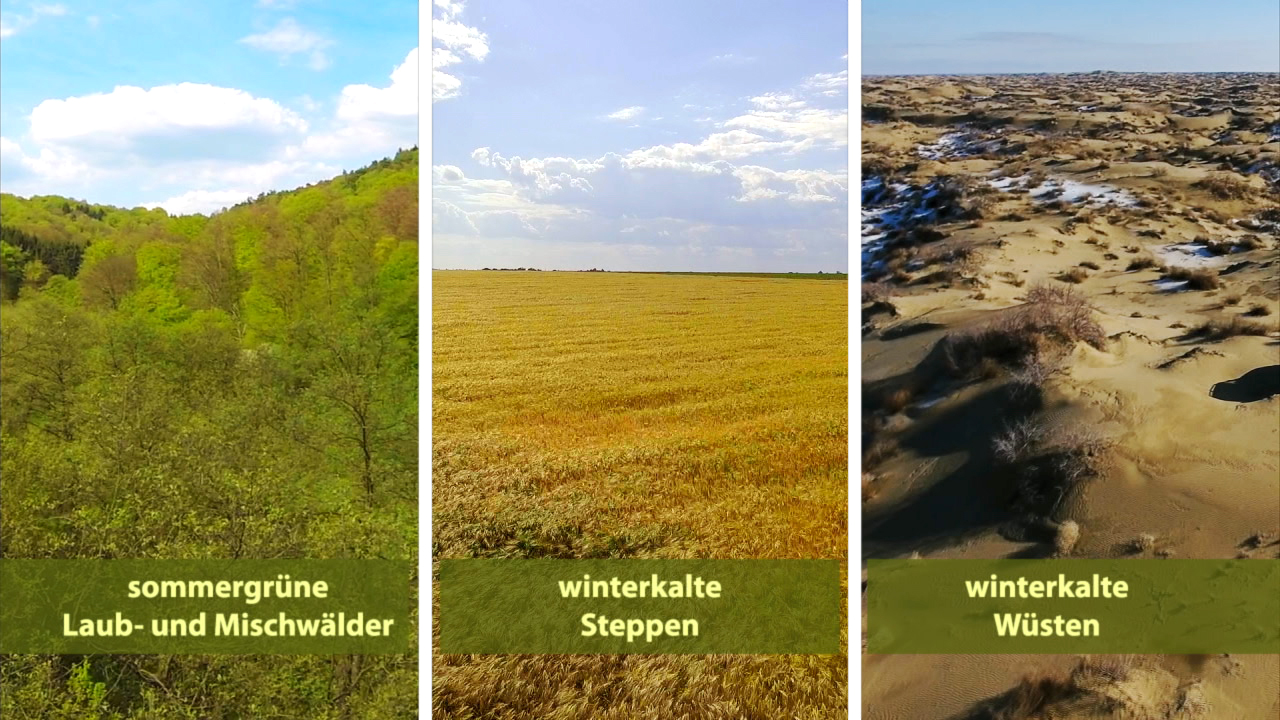 Drei Landschaften: links sommergrüne Laub- und Mischwälder, in der Mitte winterkalte Steppen, rechts winterkalte Wüsten.