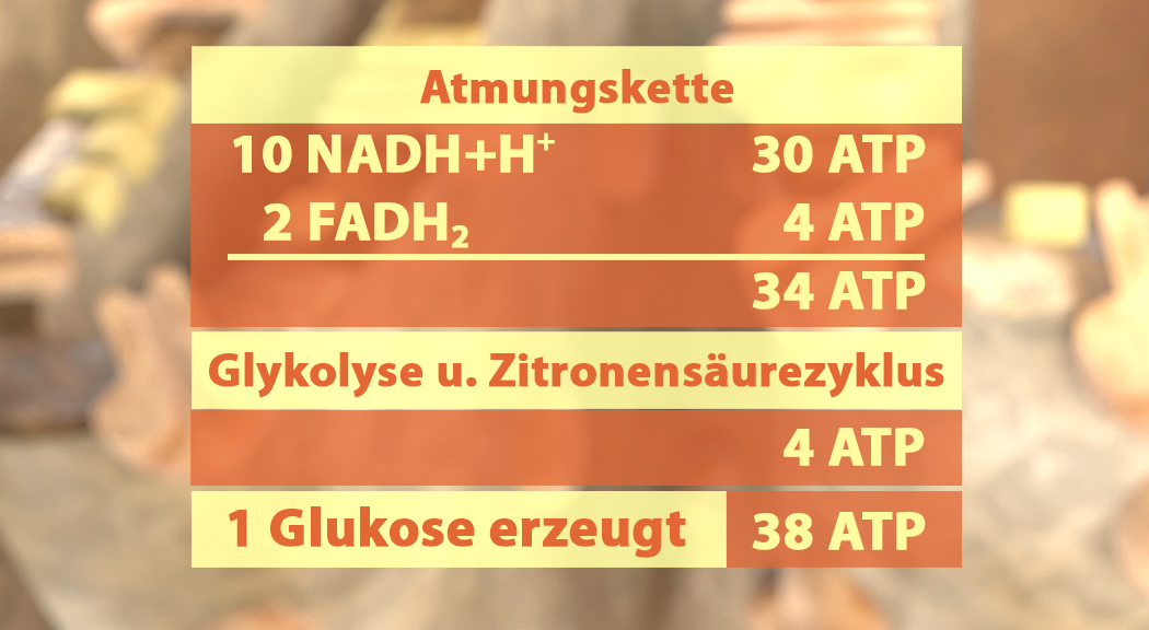 Tabelle zur Atmungskette mit ATP-Erzeugung: 10 NADH+H+ ergeben 30 ATP, 2 FADH2 ergeben 4 ATP, Glykolyse und Zitronensäurezyklus ergeben 4 ATP, insgesamt 38 ATP aus 1 Glukose.