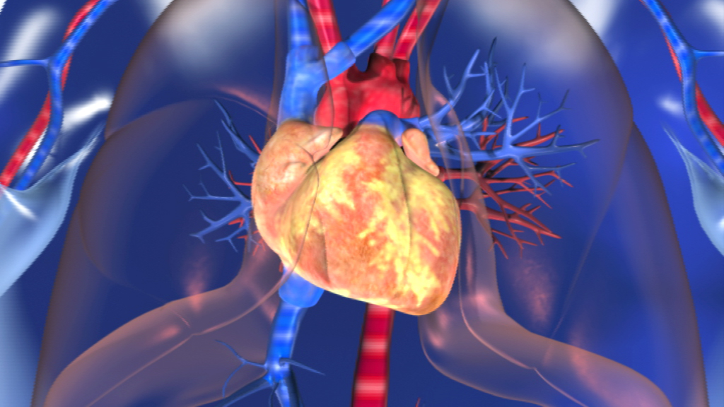 3D-Darstellung des menschlichen Herzens und des Blutkreislaufs mit Arterien und Venen.