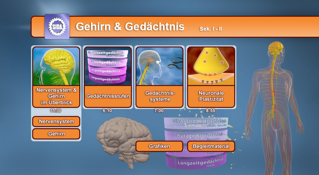 Infografik über Gehirn und Gedächtnis mit Themen wie Nervensystem, Gedächtnisstrukturen und neuronale Plastizität.