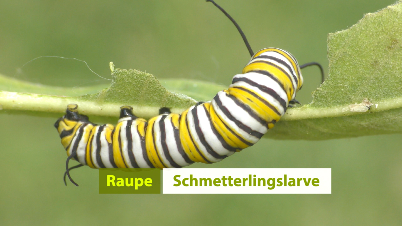 Eine Raupe mit gelb-schwarzen Streifen auf einem Blatt.