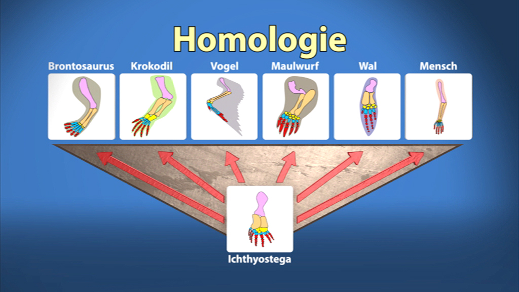 Diagramm zur Homologie, zeigt die ähnlichen Gliedmaßen von Brontosaurus, Krokodil, Vogel, Maulwurf, Wal und Mensch, mit Ichthyostega in der Mitte.