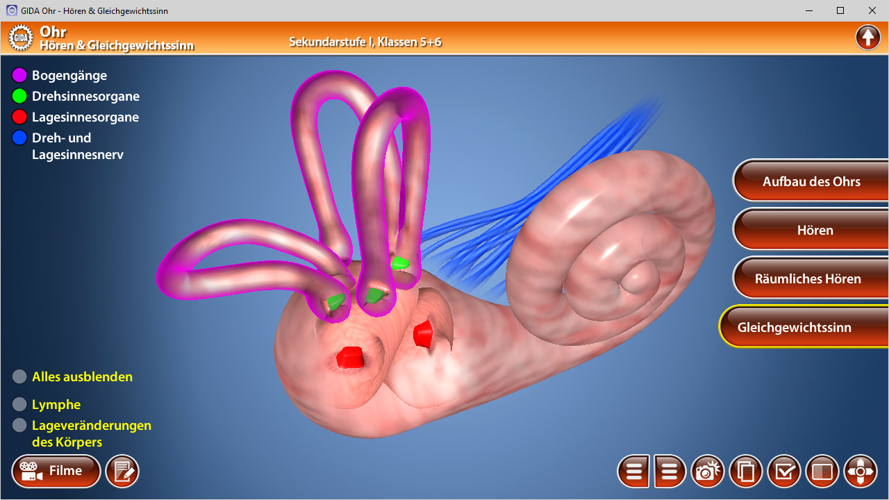 3D-Darstellung des menschlichen Ohrs mit hervorgehobenen Strukturen für Hören und Gleichgewichtssinn.