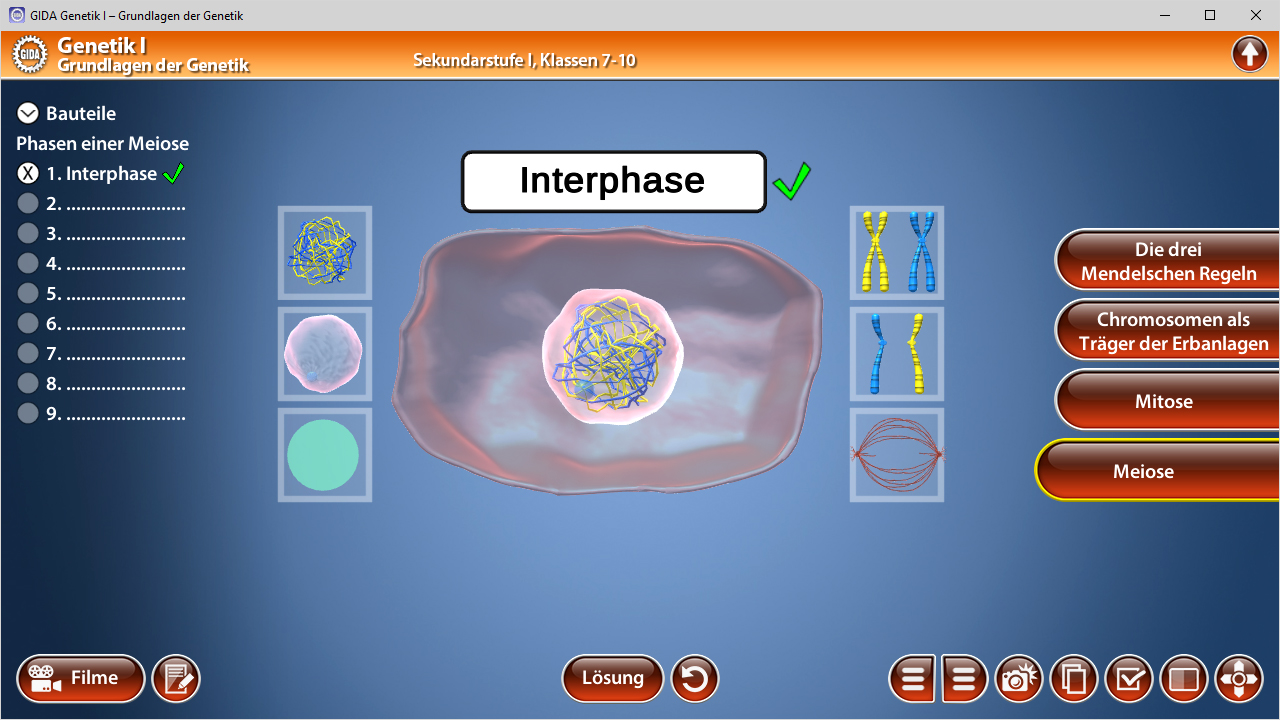 Darstellung der Interphase in der Zellteilung mit Chromosomen und Zellstruktur.