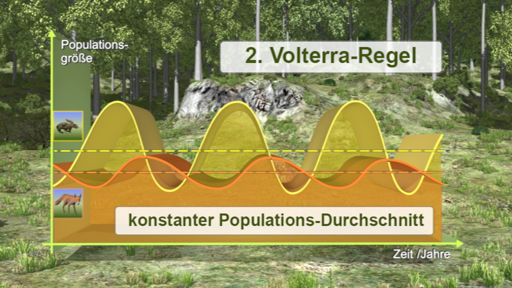 Grafik zur 2. Volterra-Regel, zeigt Schwankungen der Populationsgröße über die Zeit mit konstantem Durchschnitt.