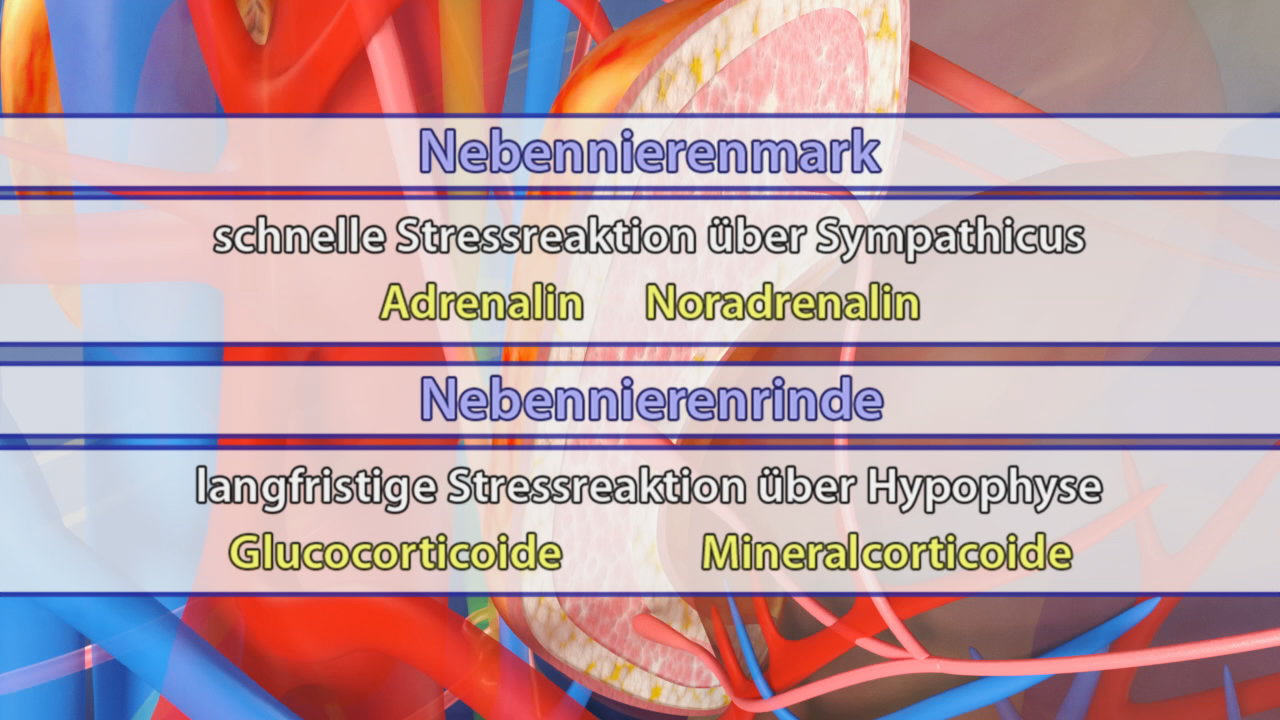 Diagramm über die Nebennieren mit Informationen zu Nebennierenmark und Nebennierenrinde, einschließlich Stressreaktionen und Hormonen.