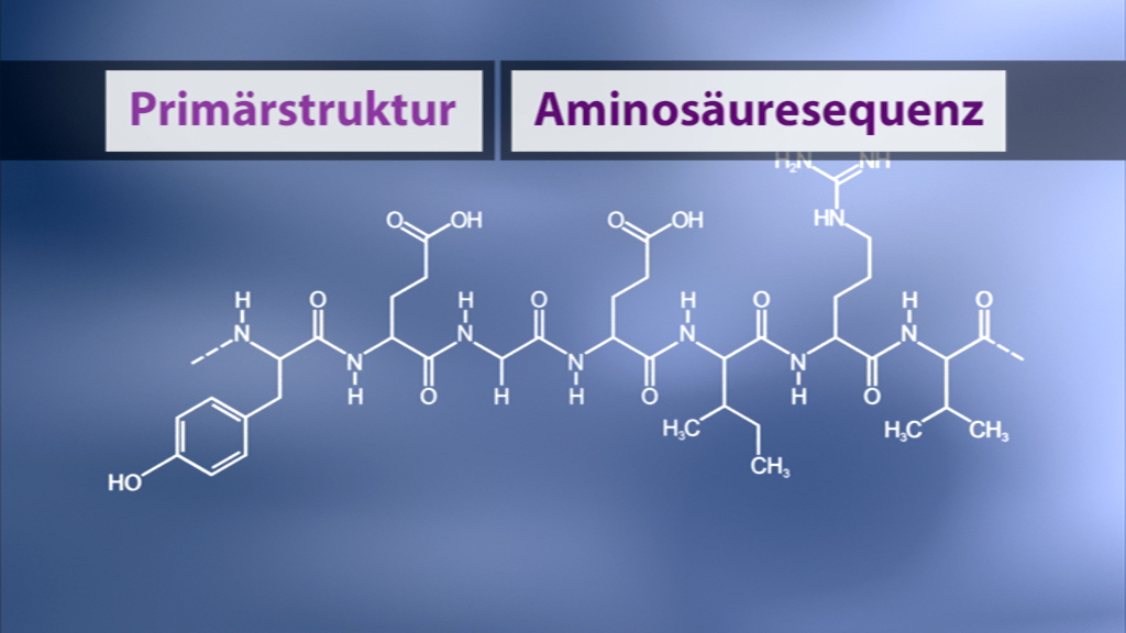 Diagramm, das die Primärstruktur und die Aminosäuresequenz eines Proteins zeigt.