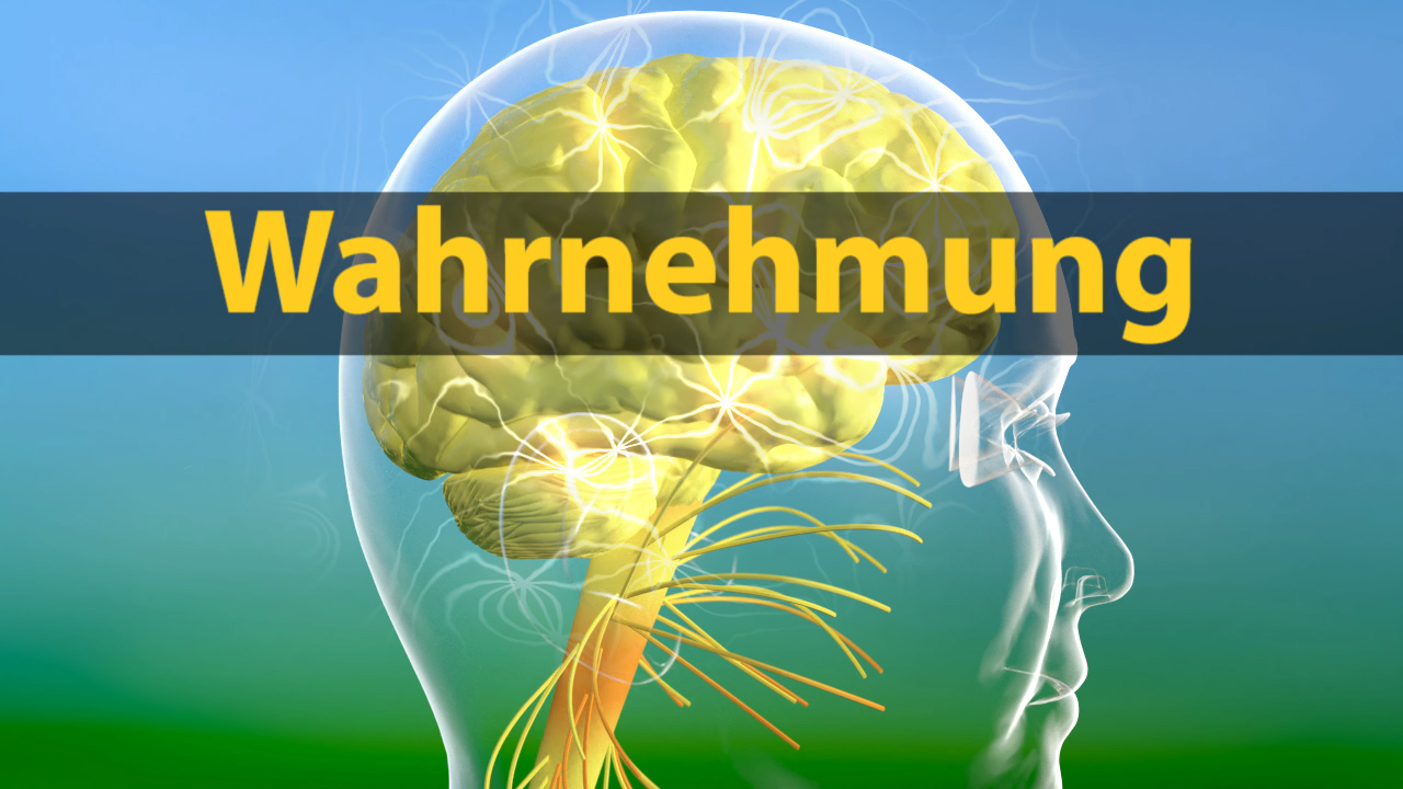 Grafik eines menschlichen Kopfes mit transparentem Gehirn, das neuronale Verbindungen zeigt, mit dem Wort 'Wahrnehmung' darüber.