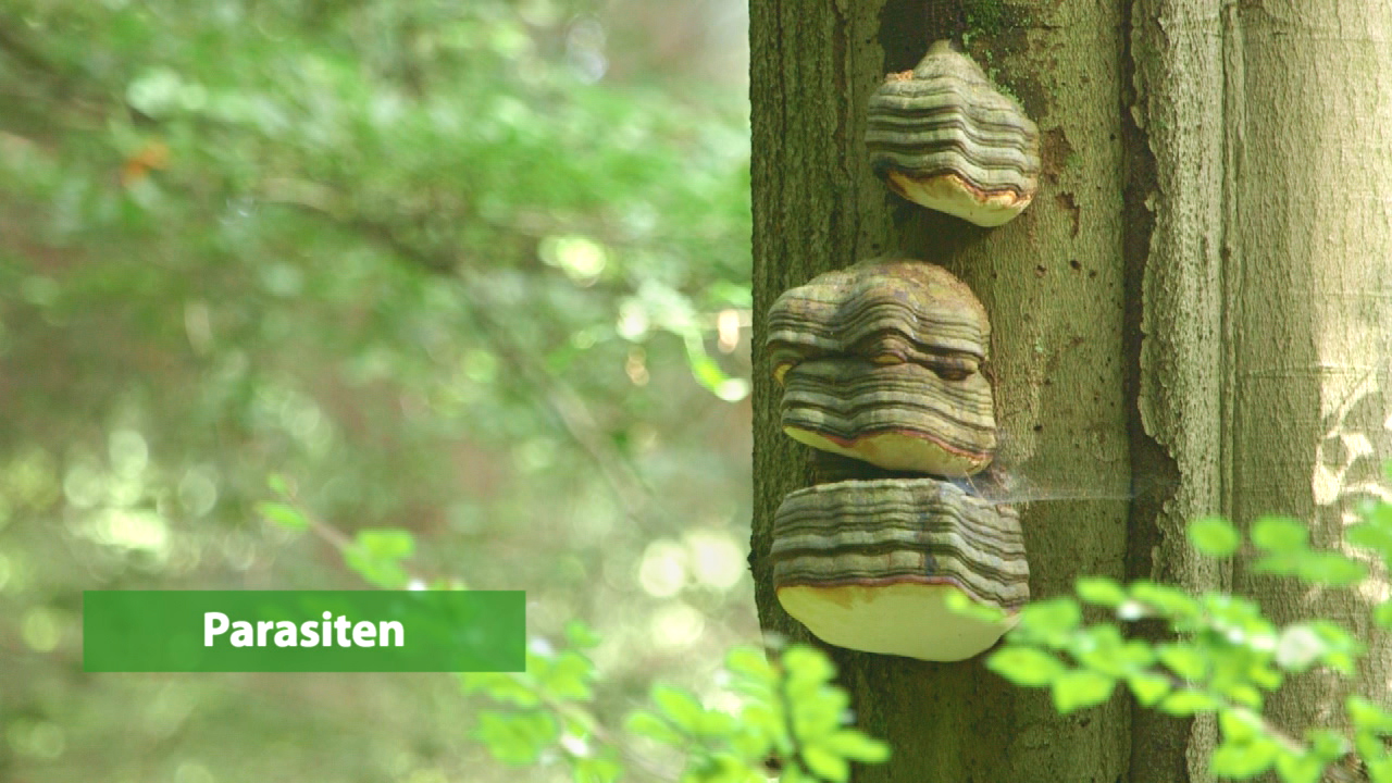 Drei gestreifte Pilze wachsen an einem Baumstamm im Wald.