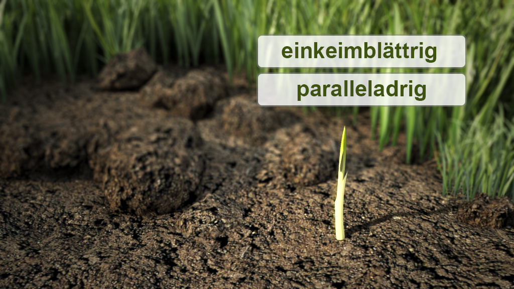 Ein Keimling, der aus dem Boden wächst, mit den Begriffen 'einkeimblättrig' und 'parallelladig' darüber.