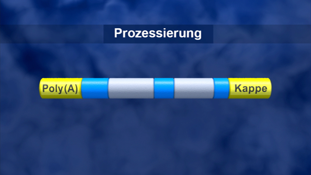 Diagramm zur Prozessierung von RNA mit Poly(A)-Schwanz und Kappe.