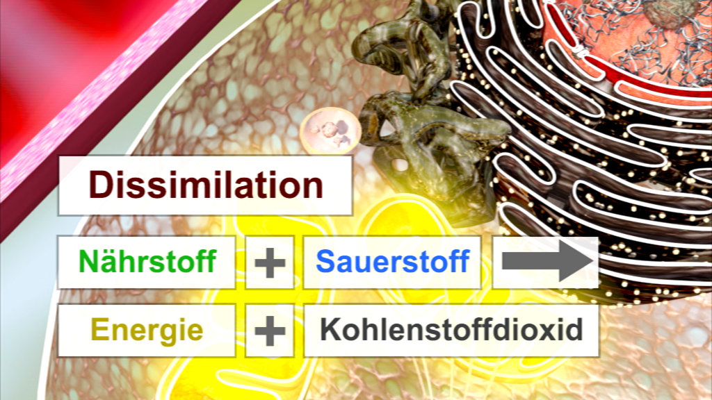Diagramm zur Dissimulation, zeigt die Reaktion von Nährstoffen und Sauerstoff zu Energie und Kohlendioxid.