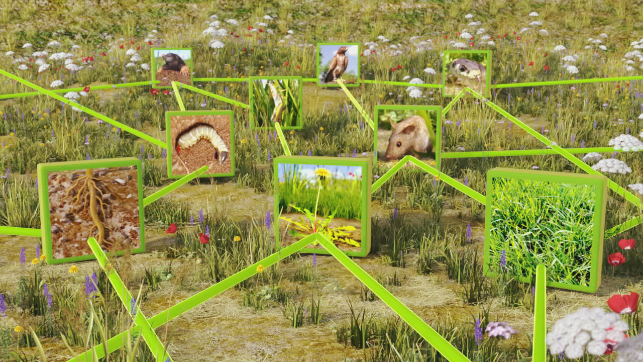 Grafik zeigt ein Netzwerk von Organismen in einer Wiese, einschließlich Pflanzen, Insekten und Tieren, verbunden durch Linien.