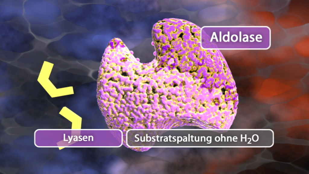 3D-Darstellung des Enzyms Aldolase, mit Beschriftungen zu Lyasen und Substratspaltung ohne H2O.