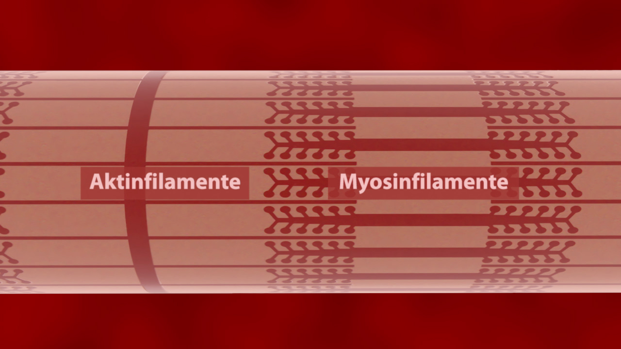 Grafik, die Aktin- und Myosinfilamente in einer Muskelzelle zeigt.