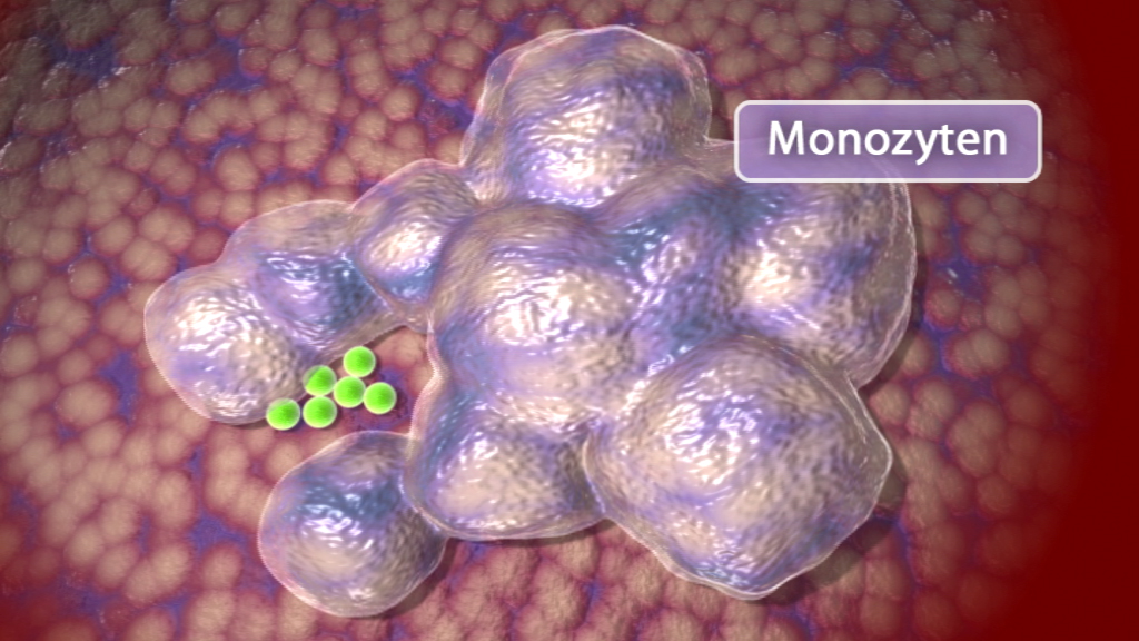 3D-Darstellung von Monozyten, großen weißen Blutkörperchen, die in einer bläulichen Umgebung dargestellt sind.