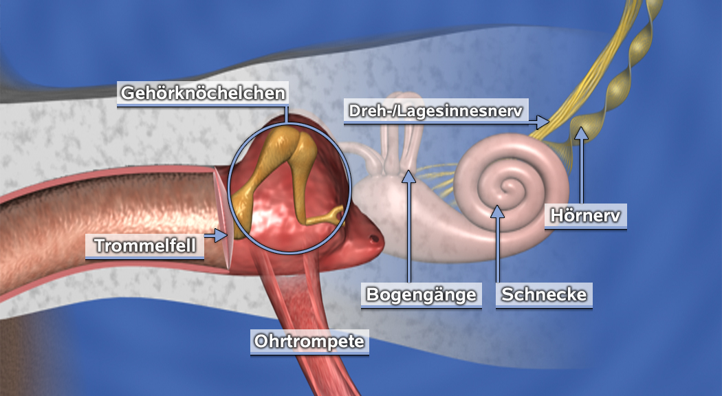 Diagramm des menschlichen Ohres mit Beschriftungen der Gehörknöchelchen, Trommelfell, Ohrtrompete, Bogengänge, Schnecke, Hörnerv und Dreh-/Lagesinnesnerv.
