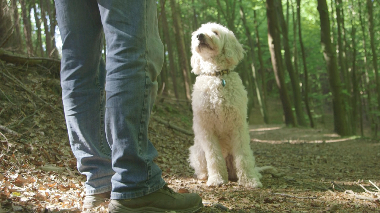 Ein Hund sitzt auf dem Waldboden und schaut zu einer Person in Jeans und Wanderschuhen auf.