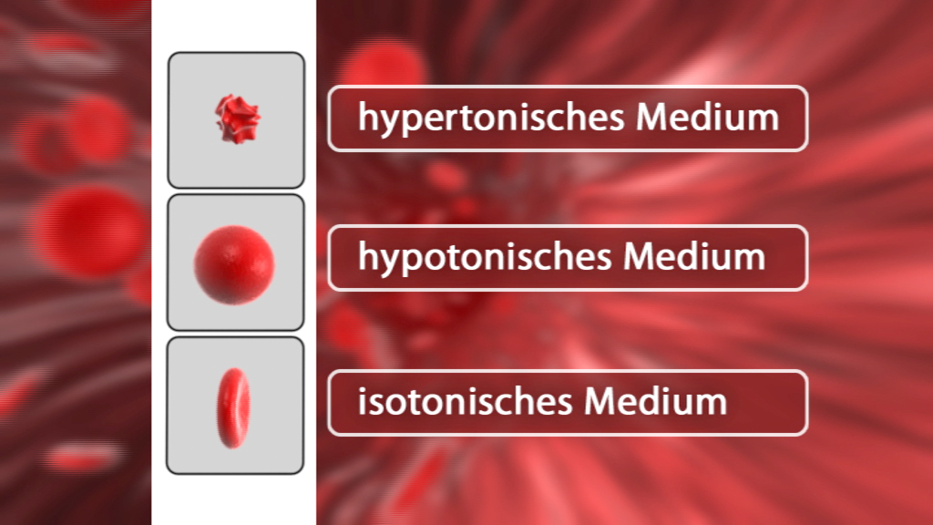 Diagramm zeigt drei Arten von Medien: hypertonisches, hypotonisches und isotonisches Medium, jeweils mit einer roten Blutkörperchen-Illustration.