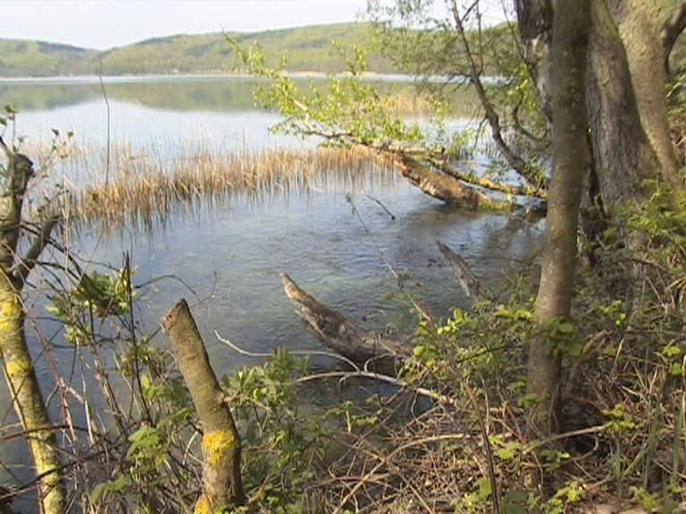 Ruhiger See mit Schilf und umgebenden Bäumen, die ins Wasser ragen.