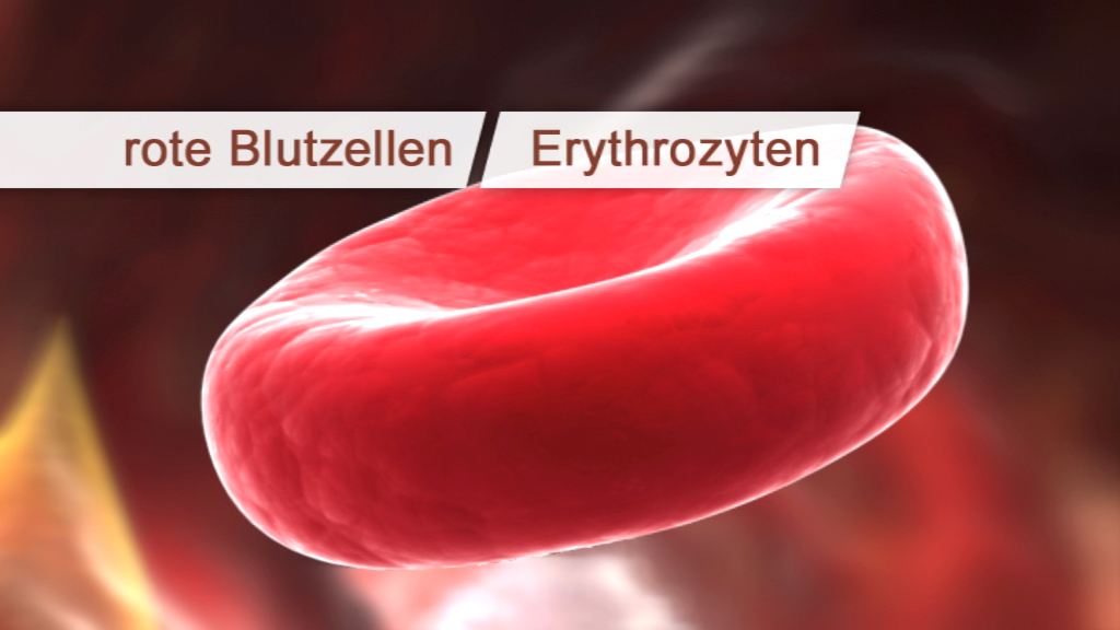 3D-Darstellung eines roten Blutkörpers (Erythrozyt) in einem flüssigen Hintergrund.