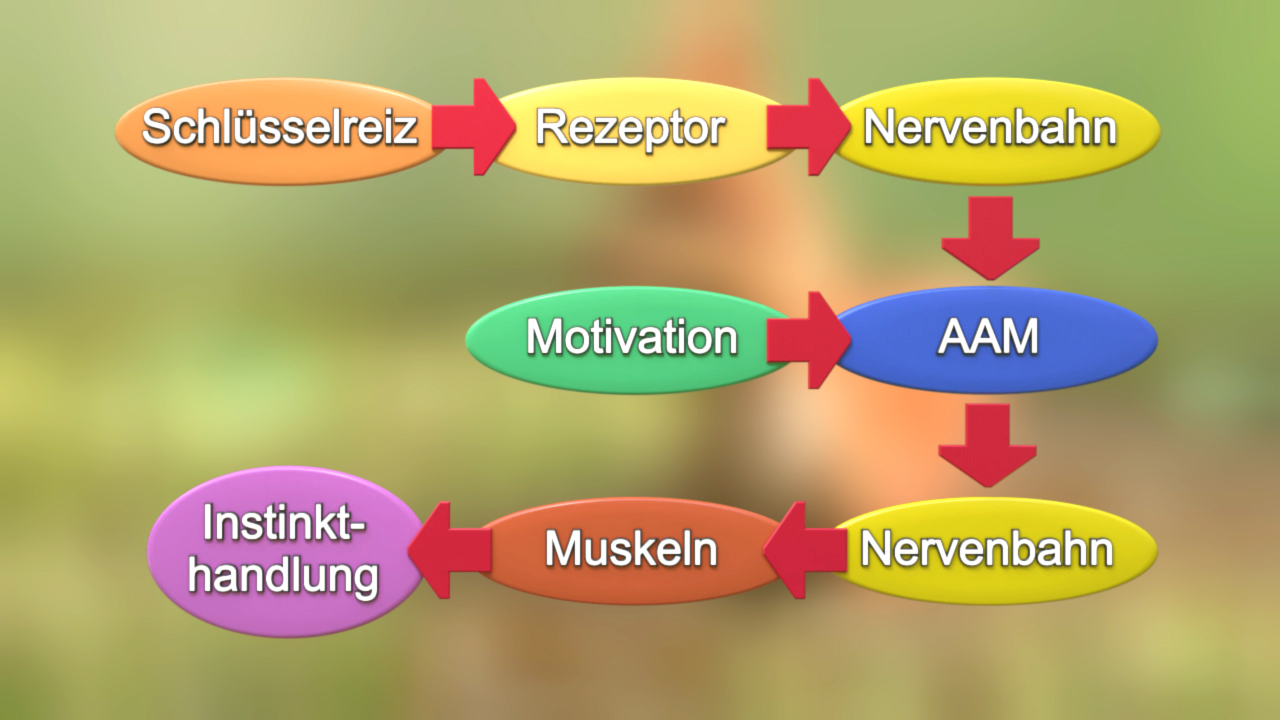 Diagramm zeigt den Prozess von Schlüsselreiz über Rezeptor und Nervenbahn zur Motivation und AAM, gefolgt von Instinkt-Handlung zu Muskeln und Nervenbahn.