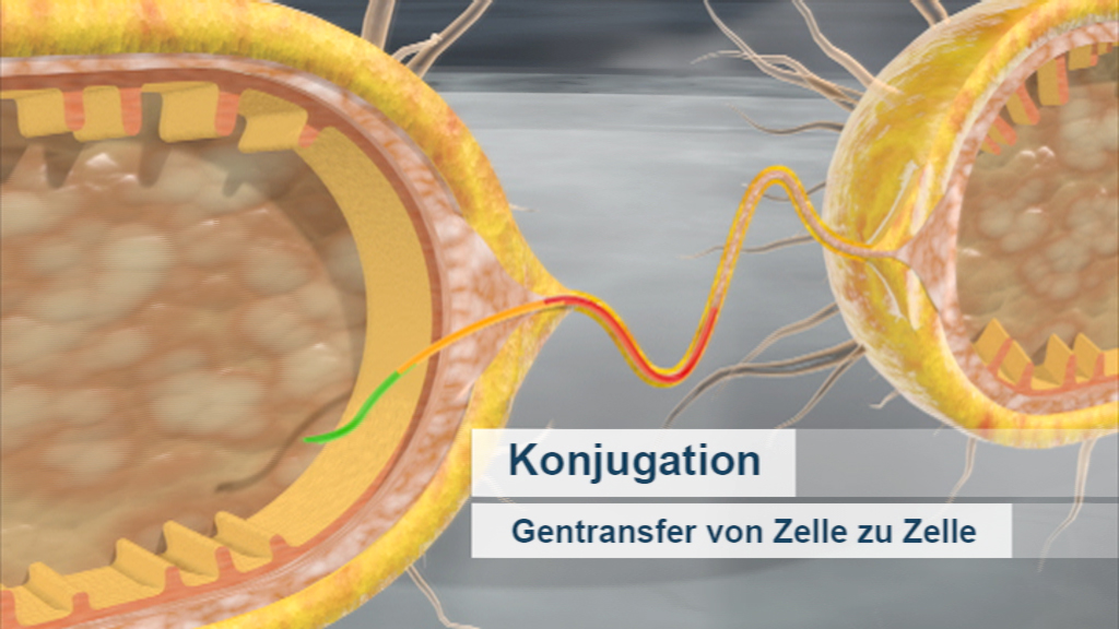 Grafik zur Konjugation, zeigt den Genübertrag zwischen Zellen.