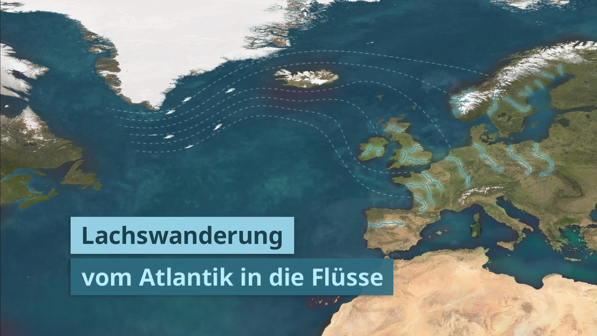 Karte der Lachswanderung vom Atlantik in die Flüsse mit blauen Pfeilen, die die Route zeigen.
