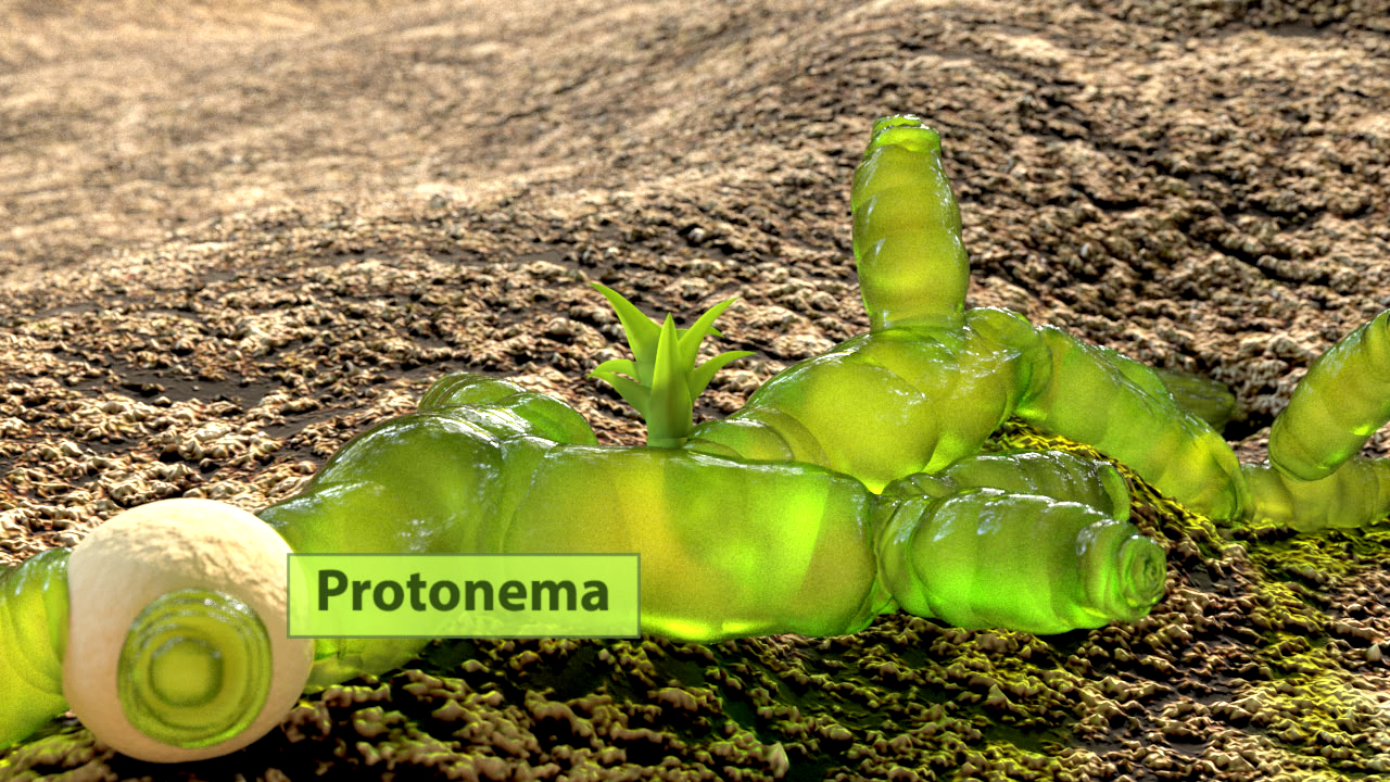 Darstellung von Protonema, einem grünen, fadenförmigen Organismus mit einer kleinen Pflanze.