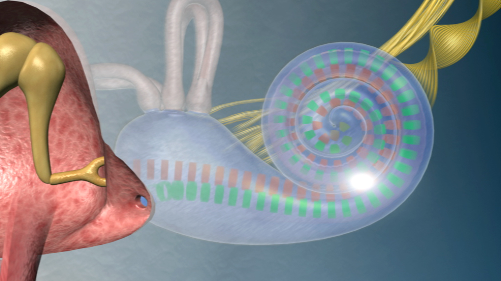 Grafik eines menschlichen Ohrs mit dem Innenohr und der Cochlea, die die Schallwahrnehmung zeigt.