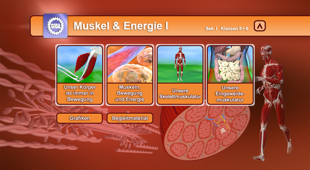 Menü des Films mit den Themen: Körper und Bewegung, Muskeln, Bewegung und Energie, Skelletmuskulatur, Eingeweidemuskulatur.