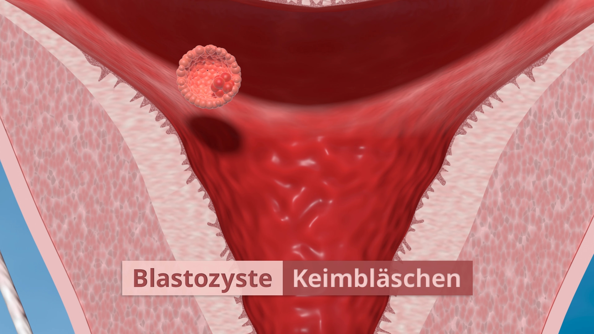 Diagramm, das die Blastozyste und das Keimbläschen im menschlichen Körper zeigt.