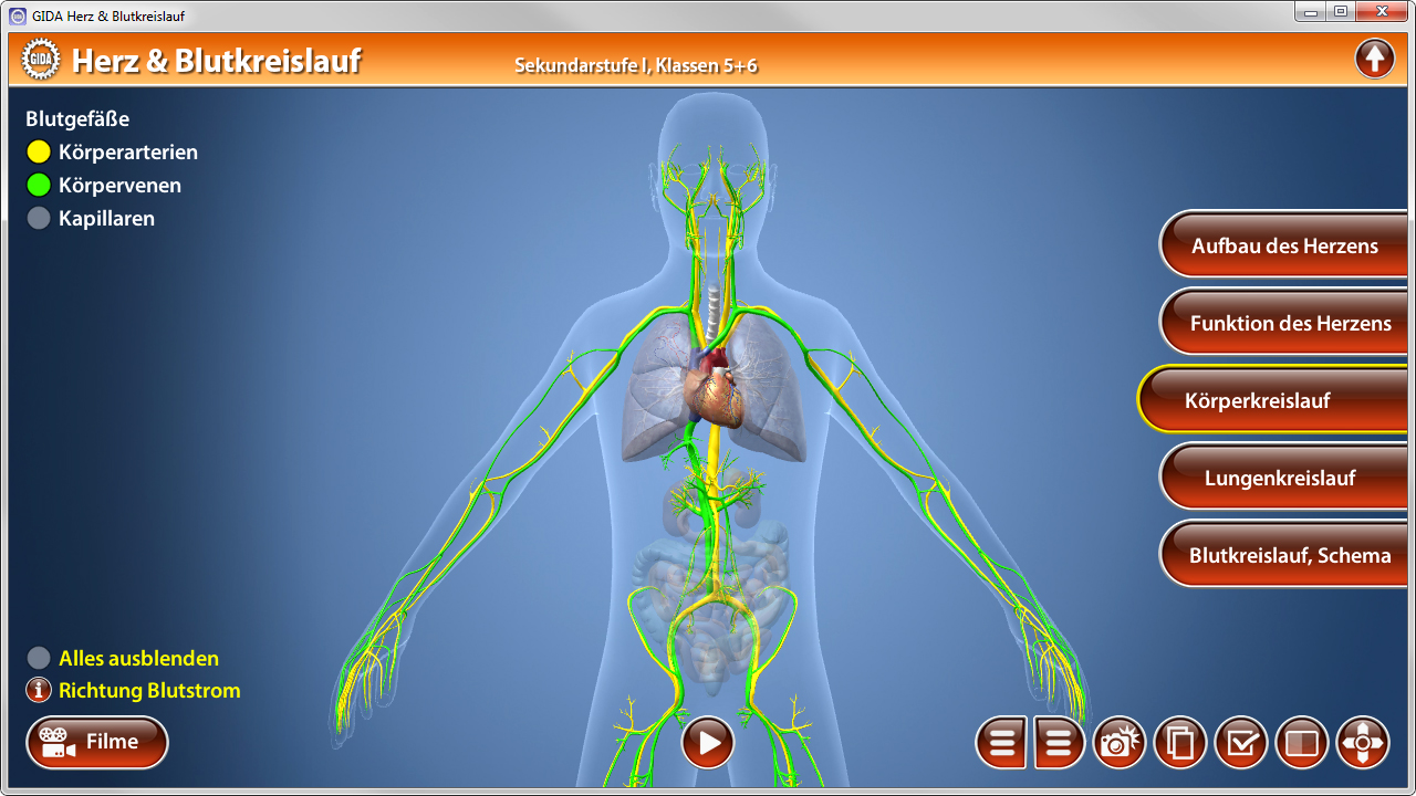Diagramm des menschlichen Herz- und Blutkreislaufs mit hervorgehobenen Blutgefäßen und dem Herzen in der Mitte.