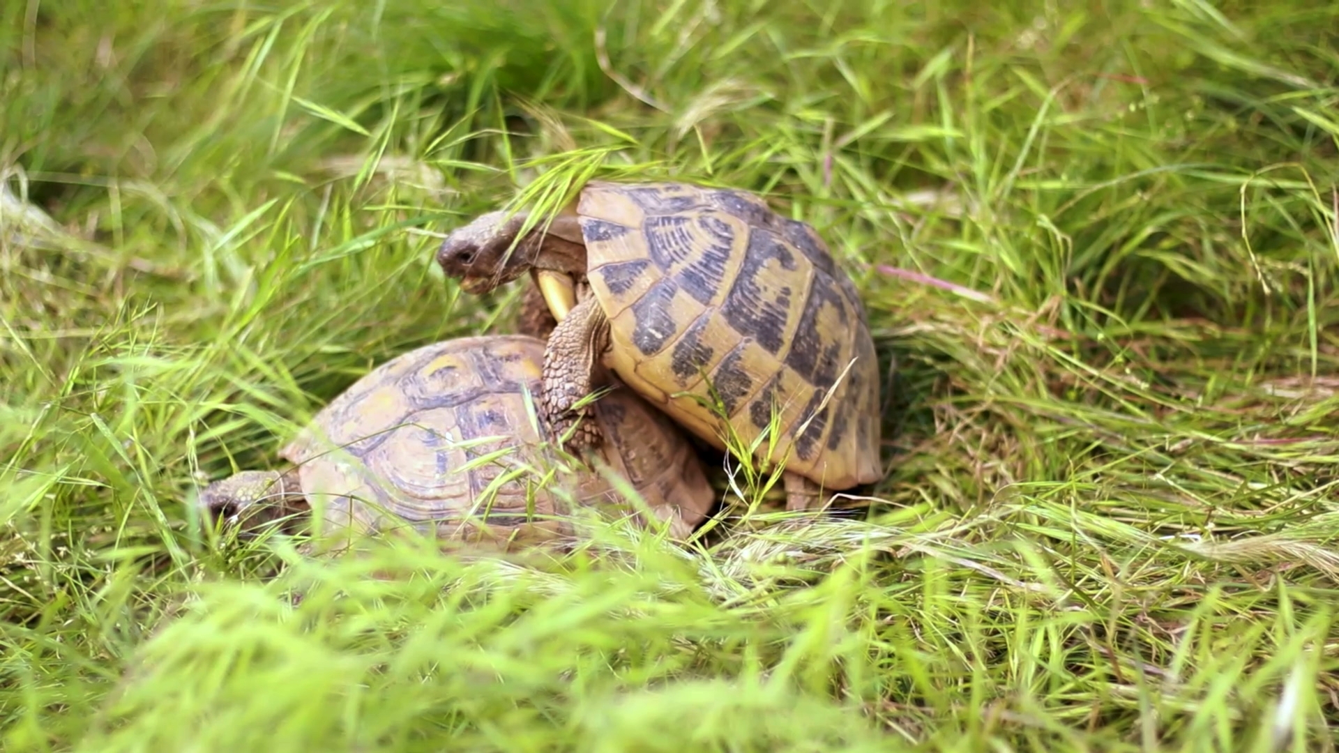 Zwei sich paarende Landschildkröten im Gras