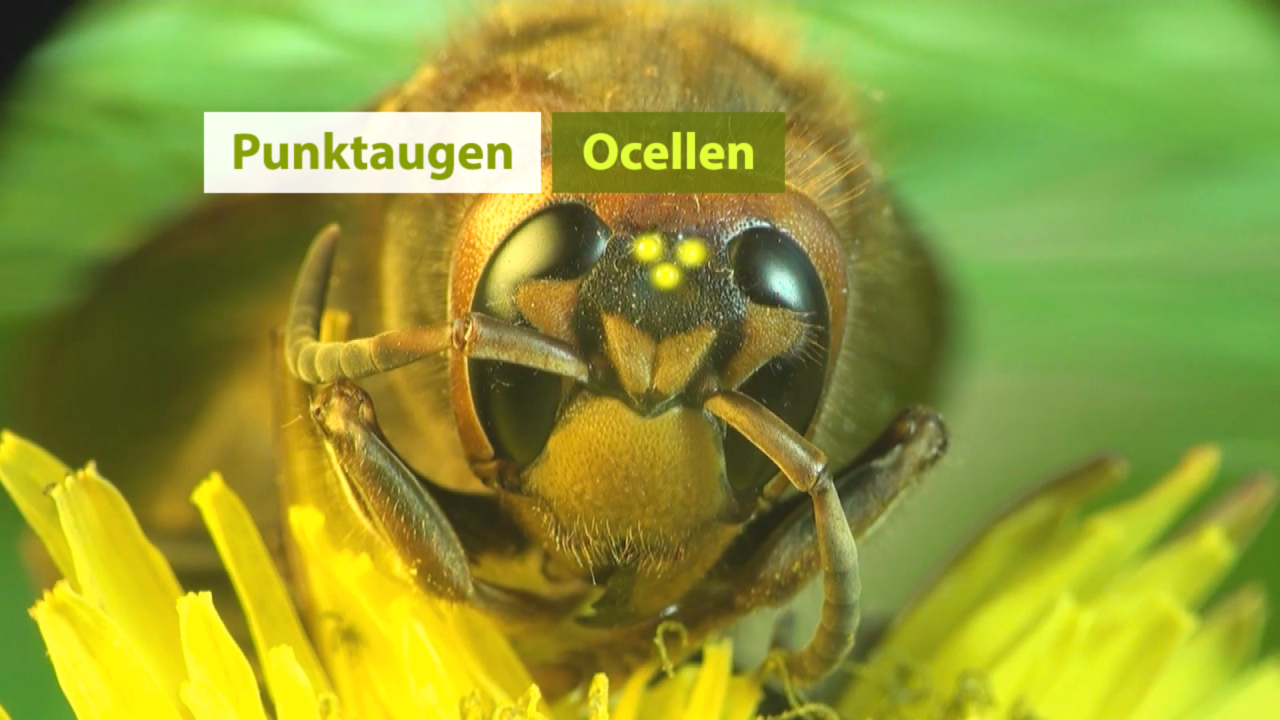 Nahaufnahme einer Biene auf einer Blume, mit Beschriftungen 'Punktaugen' und 'Ocellen'.