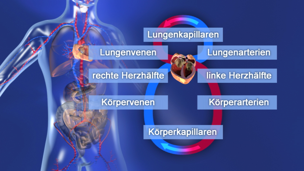 Diagramm des menschlichen Kreislaufsystems mit Beschriftungen für Lungenkapillaren, Lungenvenen, Lungenarterien, rechte und linke Herzhälfte, Körpervenen, Körperarterien und Körperkapillaren.