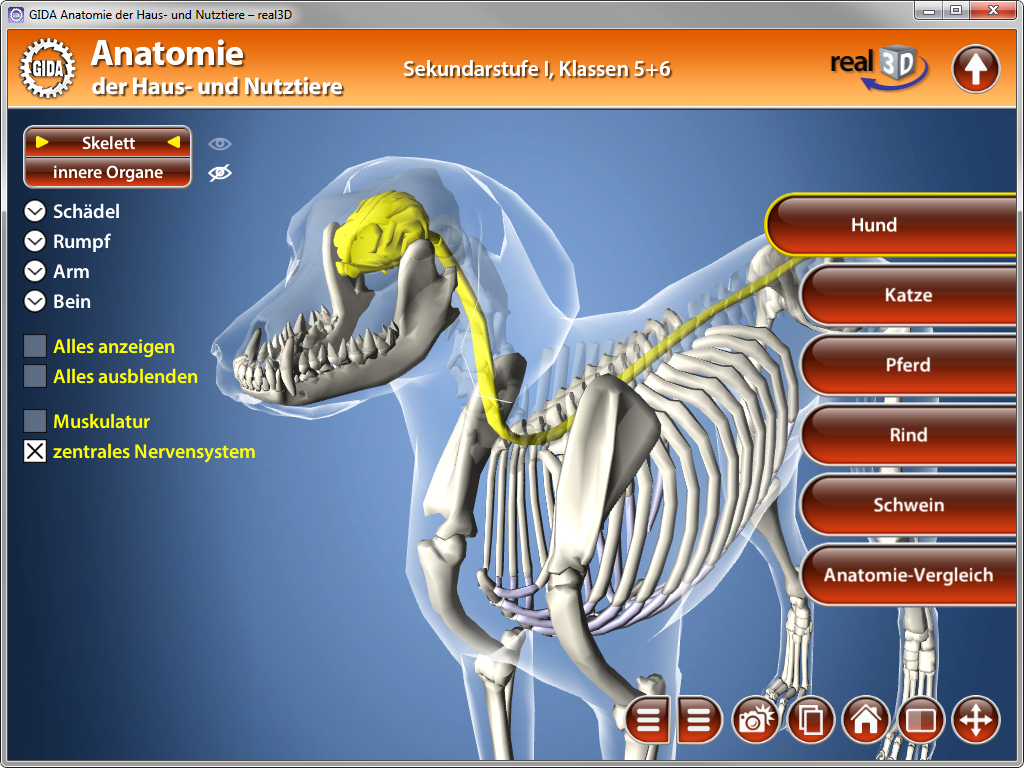 Interaktive 3D-Anatomie-Software für Haustiere, zeigt das Skelett eines Hundes mit hervorgehobenem zentralen Nervensystem.