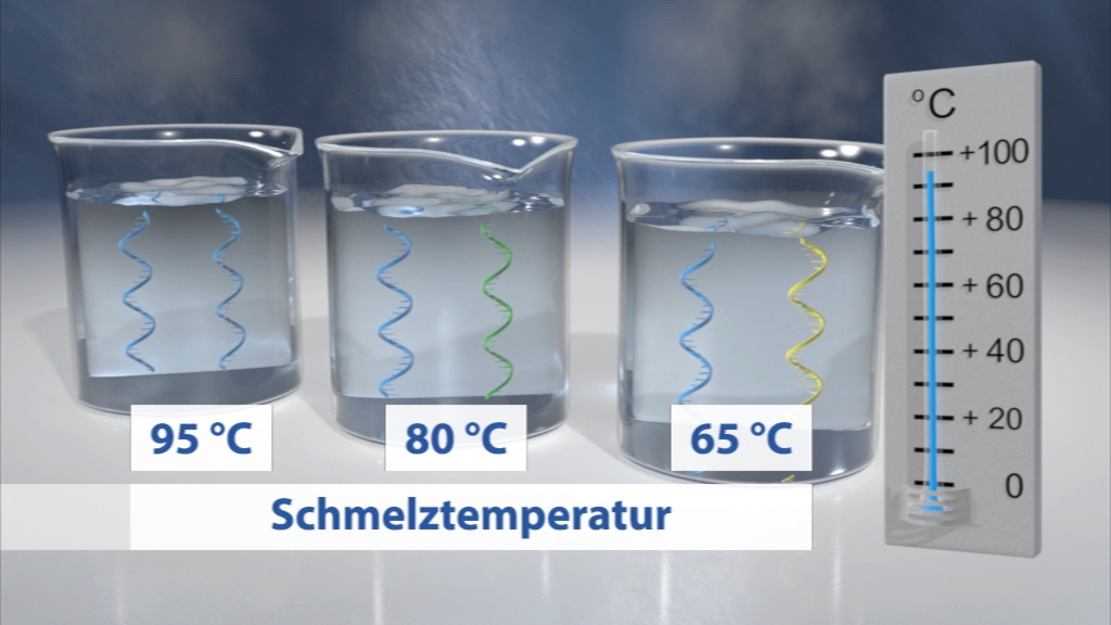 Drei Becher mit Wasser bei unterschiedlichen Temperaturen: 95 °C, 80 °C und 65 °C, neben einem Thermometer.