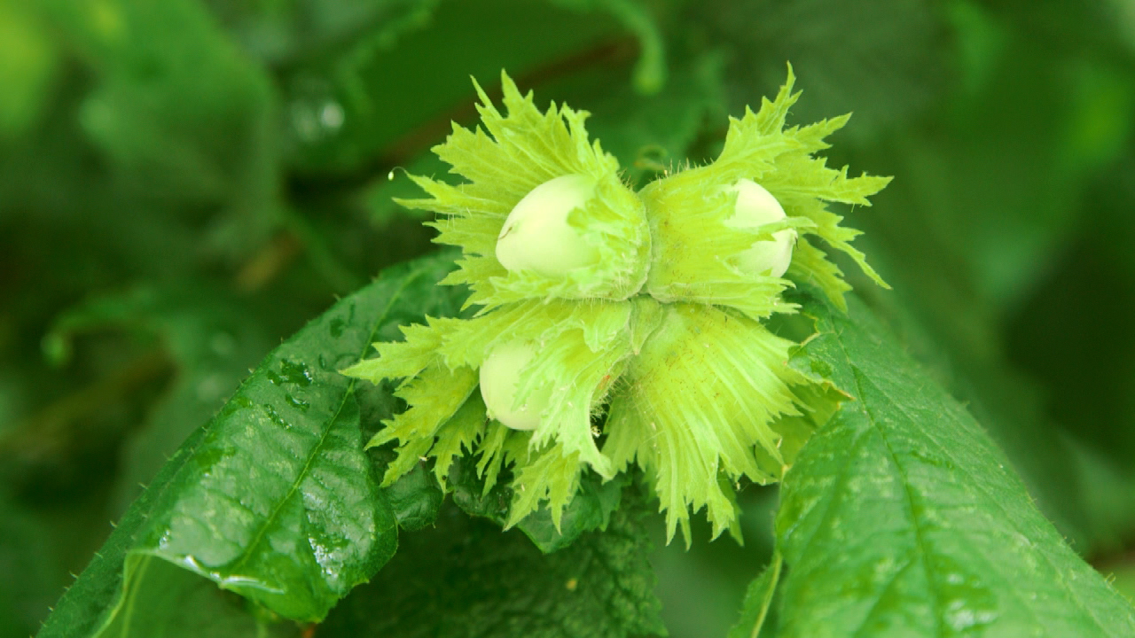 Frische, grüne Haselnüsse in einer Blüte mit leuchtend grünen Blättern.