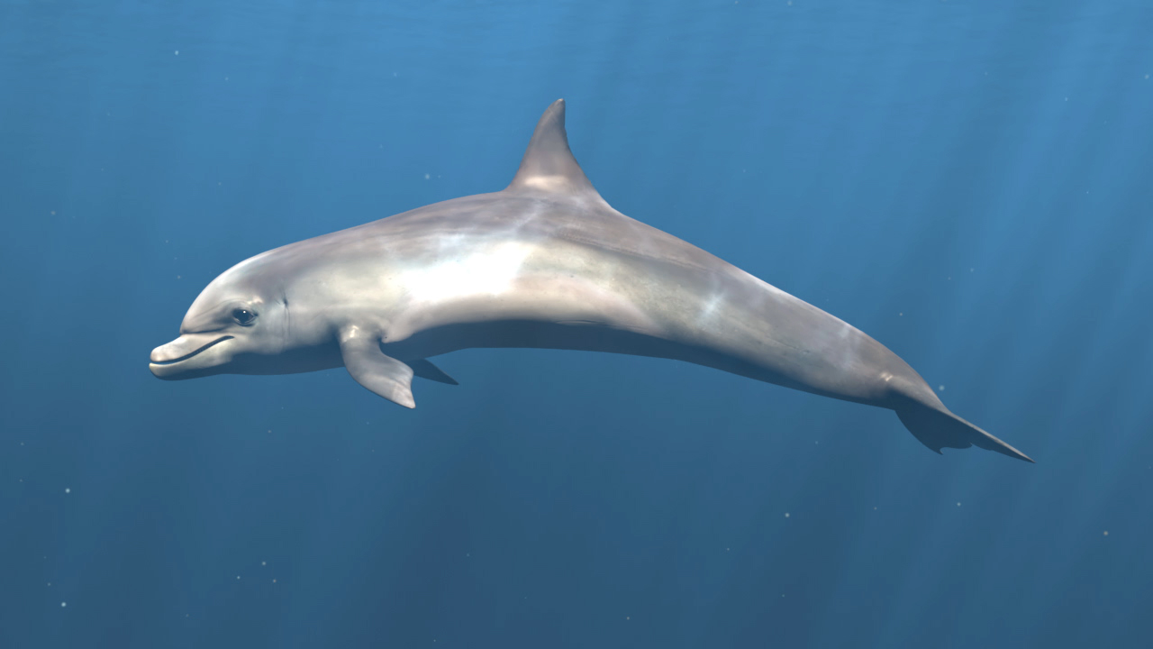 Ein Delfin schwimmt elegant im blauen Wasser.