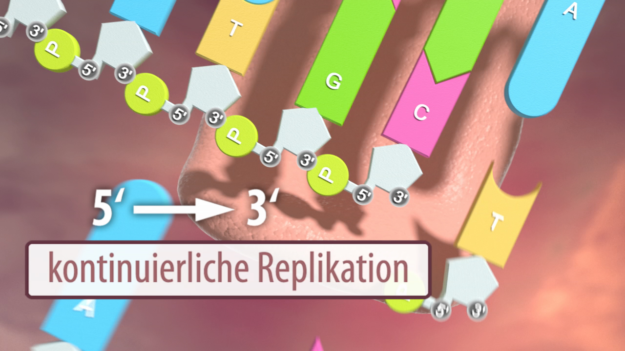 Genetik III - Weitergabe des Erbguts