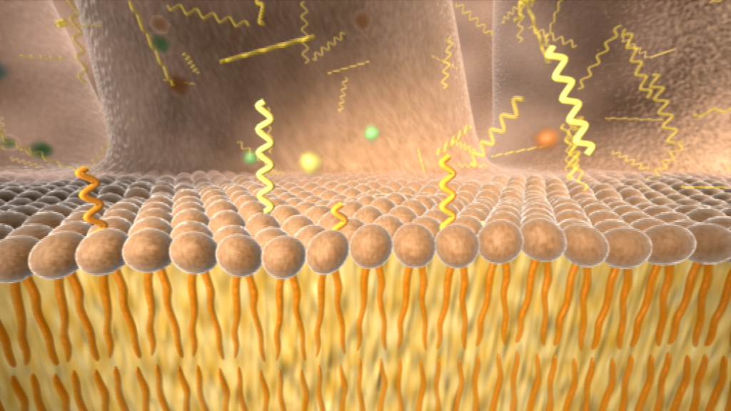 Darstellung einer Zellmembran mit Molekülen und Signalmolekülen, die durch die Membran interagieren.