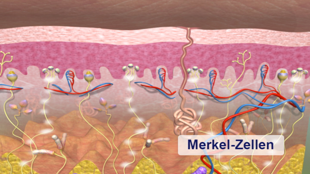 Diagramm der Hautschichten mit Hervorhebung der Merkel-Zellen, die für die Berührungsempfindung verantwortlich sind.